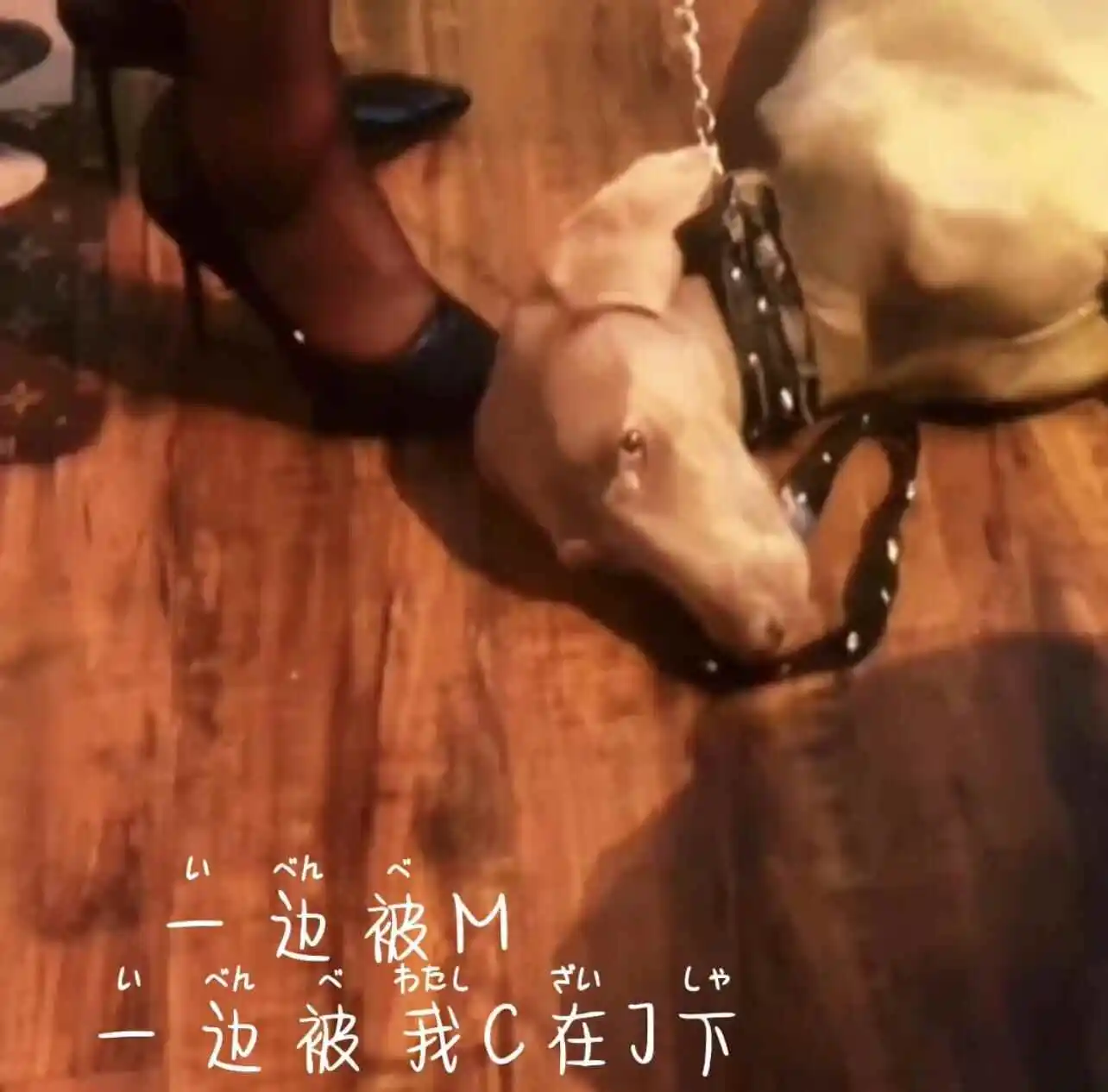 【西檬之家】Sp是什么意思？字母圈新人必读的管教指南